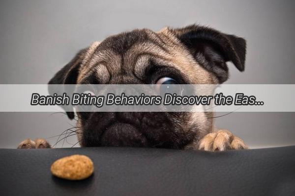 Banish Biting Behaviors Discover the Easy Ways to Foster a Friendly Furry Friend